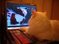 Birma cat - Cobby 3 Manele-Gratis.net