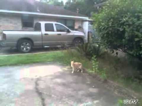 Bird bully ends up as cat dinner
