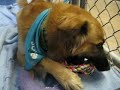 montana-plexico-1-adopted-32207-aawl-az-spca-.html
