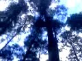 Perdidos En El Bosque De La Marqueza