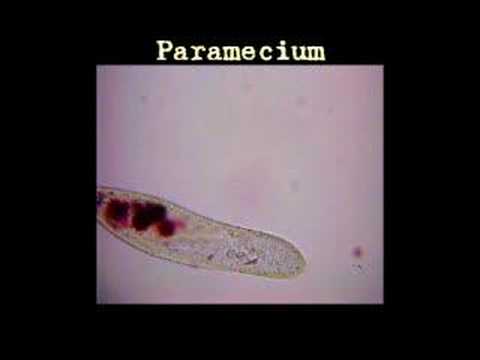 MicroSafari - Paramecium