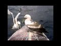 click to view this vid!