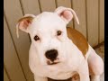 Z� Cachorro (Boxer)