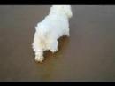 Monty python funny walk