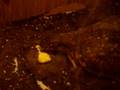 Fred the Box Turtle eating scrambled eggs