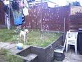 dogs and bubbles