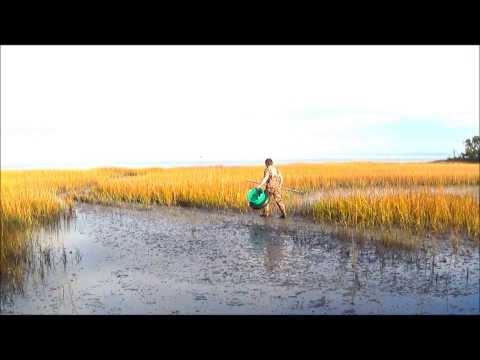 how to harvest quahogs