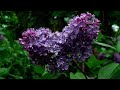 Ich sende Dir Rosen - Gooviehs Hypertoniker