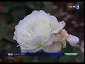 Coût humain du zéro phyto Coût humain du zéro phyto
