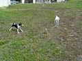 chasing lizards chasing lizards