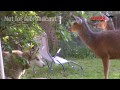 Deer Attacks Dog - Husky Vs Deer