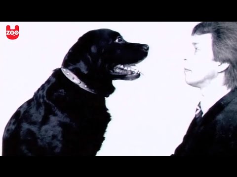 Oscar The Hypno Dog