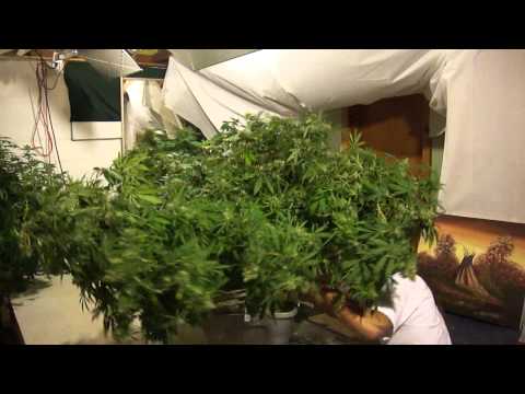 how to grow 1 lb of weed