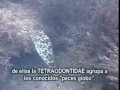 El genero Canthigaster,  que pertenece al orden Tetraodontiformes, posee una importante cantidad de caracteristicas muy particulares (estructura, toxinas, genoma, etc) que aqui se detallan, además de observarlo en su medio.Realizado por el Museo de Cs. Nat ISFD35 (Monte Grande BA Argentina) con la colaboración del Museu e Aquario Marinho de Bombinhas (SC - Brasil) 