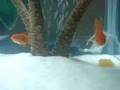 Baby Oranda Goldfish