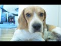 Orf & Chock2.mp4