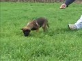 Puppy training Tracking a Malinois puppy with Maryland dog trainer Pat Nolan