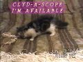 Clyd-A-Scope Persians kittens at play available for sale