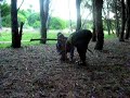 bosque energ�tico en miramar, argentina