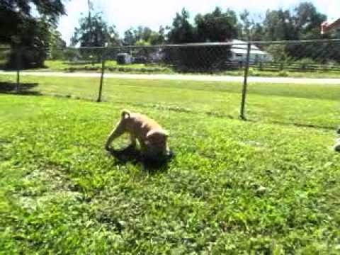 Gable vs. The Big Green Thing
