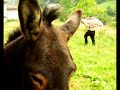 DONKEYS the very best of
