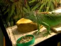 Green Iguana eating Zoo-Med All Natural food. Green Iguana eating Zoo-Med All Natural food.