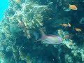 scubadiving-in-eilat-13102007.html