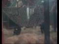 videos de gorilla201108.wmv