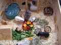 Mis cobayas, corralito mamis y bebés Mis cobayas, corralito mamis y bebés