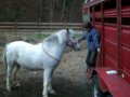 shadow poa pony