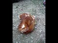 Babi usp�v� slepi?ku