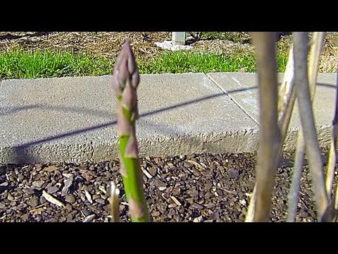 how to replant asparagus fern