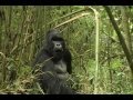 videos de MOUNTAIN GORILLAS IN RWANDA - MEET KWITONDA