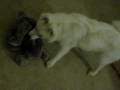 videos de MVI 0784