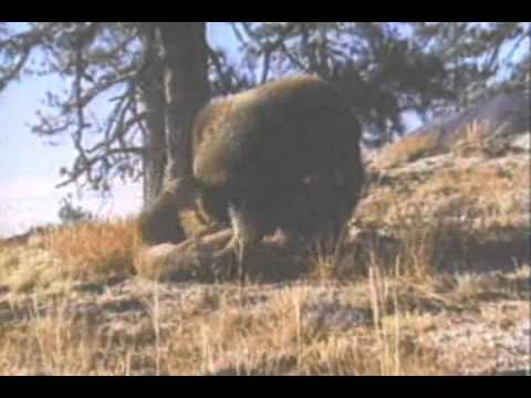 lion mountain bear grizzly kills vs cougar 1971 bears