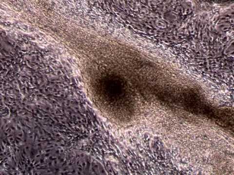 how to isolate skin stem cells