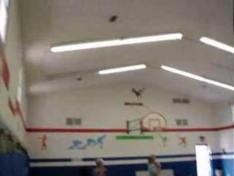 Bill Favreau - Falconer