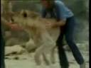 A lion and it\