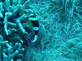 Zamami diving 1 - Escher reef