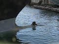Seal at Cape Town, South Africa
