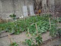Orto di Formia 2008