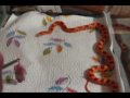 Freddie Eats a mouse REMIX!