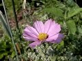 zweefvlieg op Cosmea