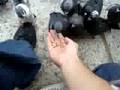 videos de No Pidgeons