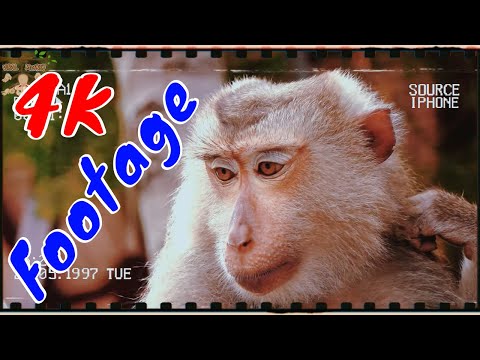 Những Cảnh Quay Đẹp Chất Lượng 4K Về Loài Khỉ aTập 3