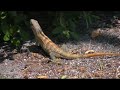 Godzillas of Gasparilla - Iguana Invasion! Godzillas of Gasparilla - Iguana Invasion!