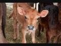 videos de animal abuse speech_0001.wmv