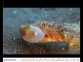 جمال الطبيعه الساحره فى اندونيسيا