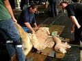 Shearing Alpaca Saddle/Blanket Shearing Alpaca Saddle/Blanket
