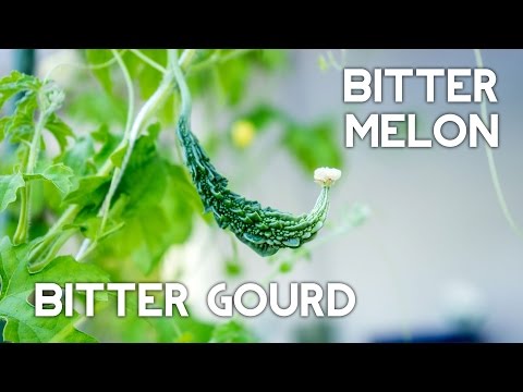 how to fertilize bitter melon